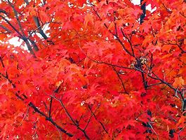 Image result for Orange Maple Tree Leaves