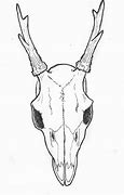 Image result for Mule Deer Skull Drawing