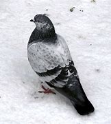 Image result for Snow Goth