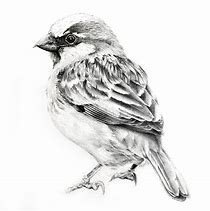 Image result for White Bird Drawing