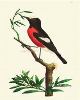 Image result for Red Bird and Tree Branch Illustration