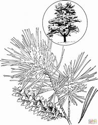 Image result for Pine Tree Coloring