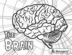 Image result for Brain Coloring Page for Kids