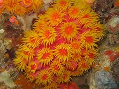 Image result for Coral Reef Art