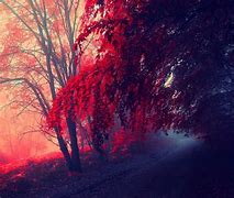 Image result for Spooky Fall Leaves Background