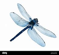 Image result for Dragonfly White Background