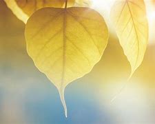 Image result for Round Yellow Leaf No Background