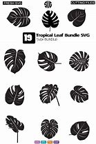 Image result for Tropical Leaf Types