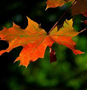 Image result for Single Fall Autumn Leaf