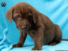 Image result for Lab Mix Puppies in Michigan