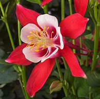 Image result for Columbine Early Bird Red ND Yellow