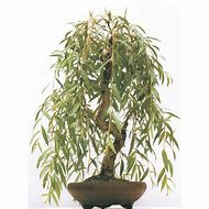 Image result for Weeping Willow Bonsai Tree