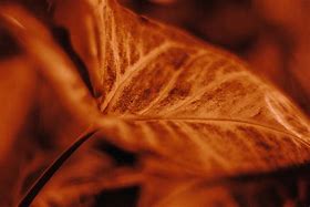 Image result for Six Leaf Plant Silhouette