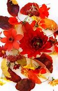 Image result for Fall Flowers for Window Boxes