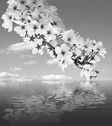 Image result for Cherry Blossom Photography