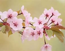 Image result for Cherry Blossoms with Cherries