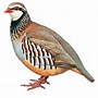 Image result for Partridge in Pear Tree Coloring Pages