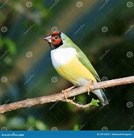 Image result for Finches On a Branch