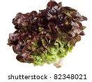 Image result for Wild Lettuce Plant