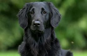 Image result for Black Golden Retriever Boxer Mix