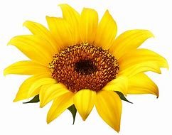 Image result for Transparent Sunflower Clip Art Free