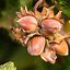 Image result for Hazelnut Tree Identification