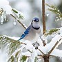 Image result for Blue Jay Bird Coloring Page