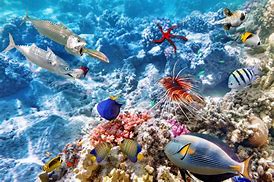 Image result for Ocean Animals Coral