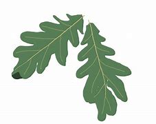 Image result for Oak Leaves Clip Art