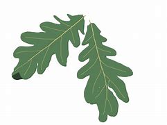 Image result for Leaf Pictures Clip Art