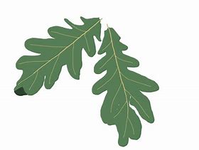 Image result for Tree Leaf Clip Art