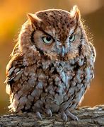 Image result for Eastern Screech Owl Legs