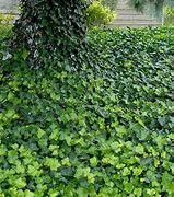 Image result for Ivy Landscape