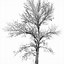 Image result for Tree with No Leaves Silhouette