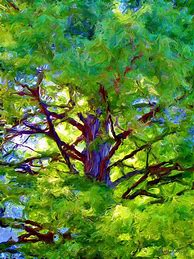 Image result for Oak Tree Oil Painting