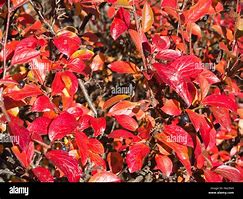 Image result for Prunus Caroliniana Hedge