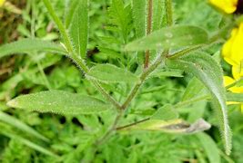 Image result for Rudbeckia Leaves Photo