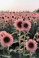 Image result for Sunflower Images to Print