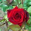 Image result for Red Rose Singlr for GF