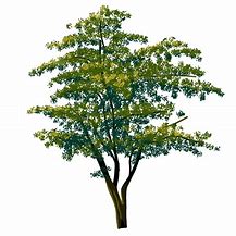 Image result for Green Tree by Water Clip Art