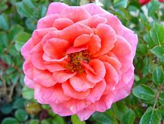 Image result for Baby Rose Tree