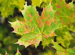 Image result for Autumn Maple Tree Leaf