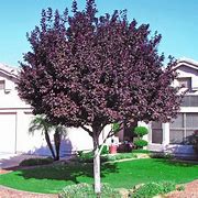 Image result for Purple Leaf Elm