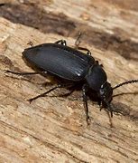 Image result for Grey and Black Beetle