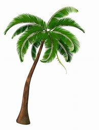 Image result for Palm Tree Vector Illustration