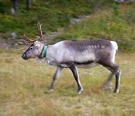 Image result for Reindeer Head Coloring Page