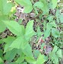 Image result for Poison Ivy Vine Growing Up a Tree