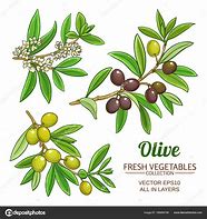 Image result for Olive Branches Designs