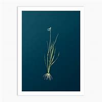 Image result for Blue Eyed Grass White Petals