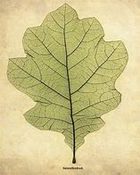 Image result for oak leaf outline